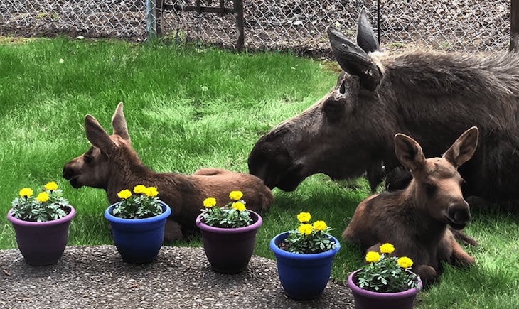 Un alce y sus crías pasan el día en el patio trasero de una familia de Alaska