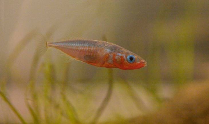 Qué animales sobrevivirán al calentamiento global