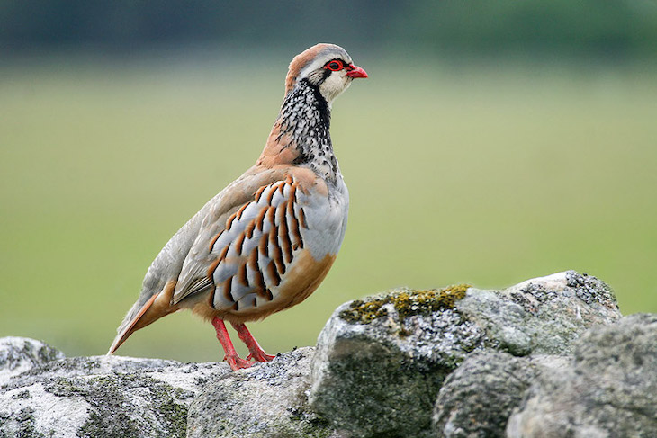 Los cazadores tienen una ‘pataleta’ por declarar la perdiz roja como especie vulnerable