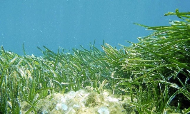 Cachondeo e irresponsabilidad en la protección de la posidonia