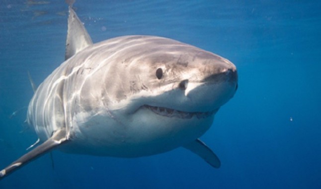 Tiburones de México