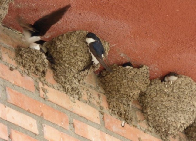 Los nidos de golondrinas están protegidos por Ley