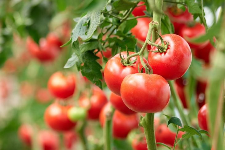 Plantas de tomate resistentes al virus del bronceado