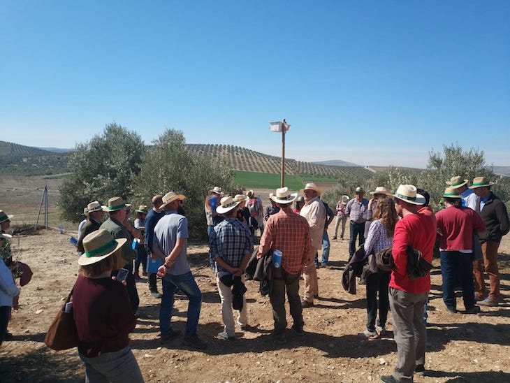 Un referente para conciliar agricultura y biodiversidad son los ‘Olivares Vivos’