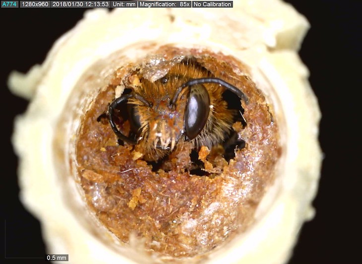 Identifican abejas solitarias en el olivar como bioindicadoras del cultivo intensivo o ecológico