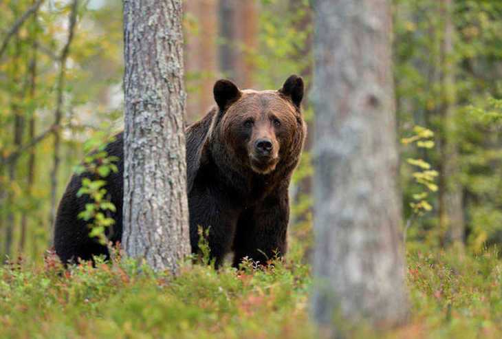 El oso pardo ya está en Orense
