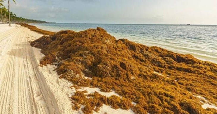 México. Se coordinan autoridades para aplicar los lineamientos técnicos en la gestión del sargazo