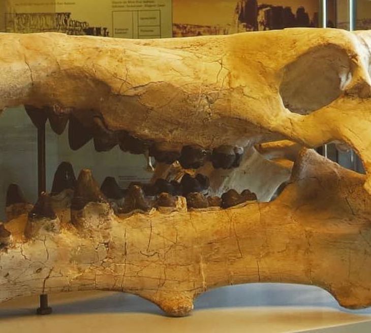 Los camélidos surgieron en sabanas que se extendían por Norteamérica