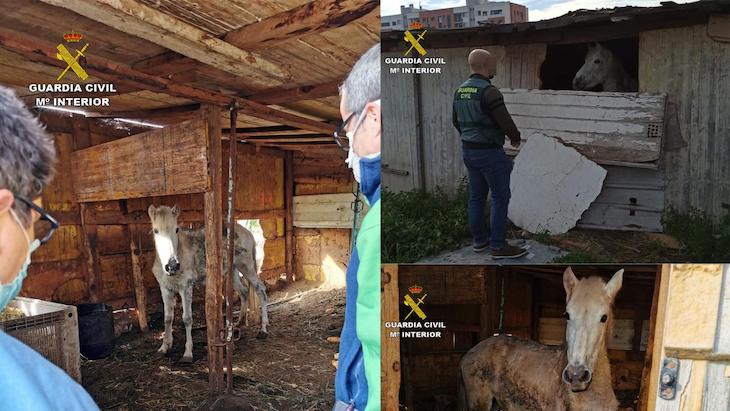 Investigan a un ‘impresentable’ de Murcia por maltrato animal a un caballo