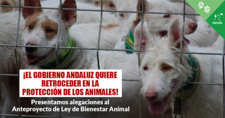 Andalucía como un ‘cangrejo’ en el maltrato animal