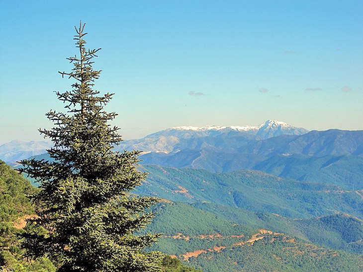 El abeto pinsapo contra las cuerdas