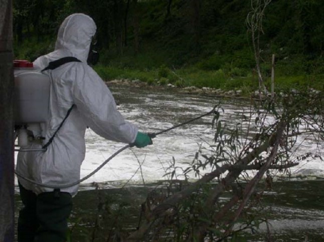 Catalunya. Empieza el tratamiento contra la mosca negra