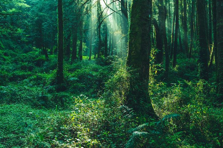 España ha crecido 2 millones de hectáreas en superficie forestal