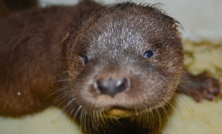 Día Mundial de la Nutria 2021