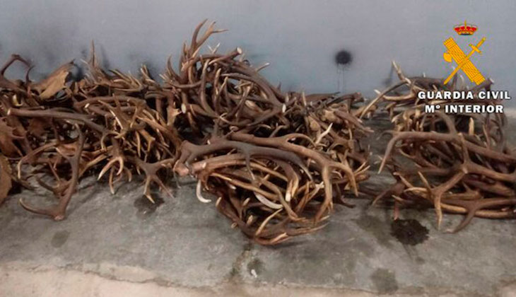 Pillados con más de 150 kilos de cuernas de ciervos y gamos en Andújar (Jaén)