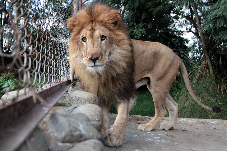 Hay que verificar la situación de los animales en cautividad durante el Estado de Alarma