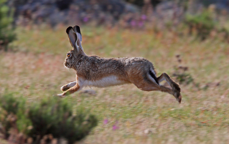 La verdad de la caza: Qué es una granja cinegética