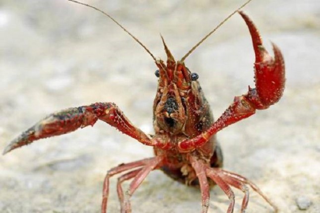 El nuevo Gobierno en contra del cambio en la Ley de Biodiversidad