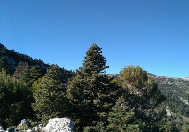 Cinco proyectos de la UMA