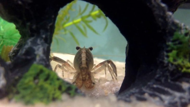 El camarón de agua dulce se desplaza si detecta contaminación