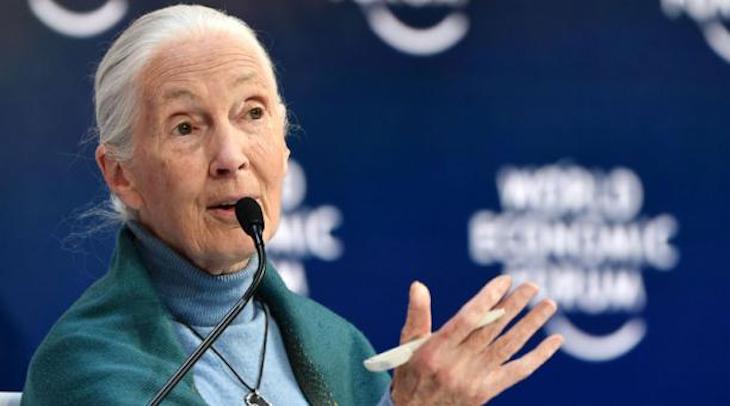 Nuestra falta de respeto a los animales ha causado la pandemia del COVID-19 (Jane Goodall)