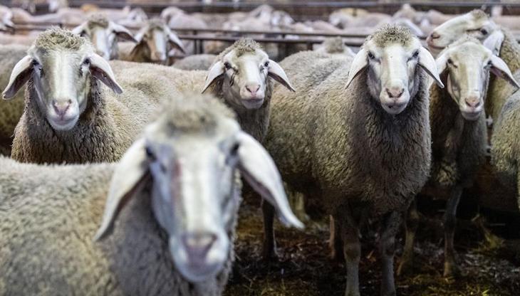 Regulación del transporte de animales vivos