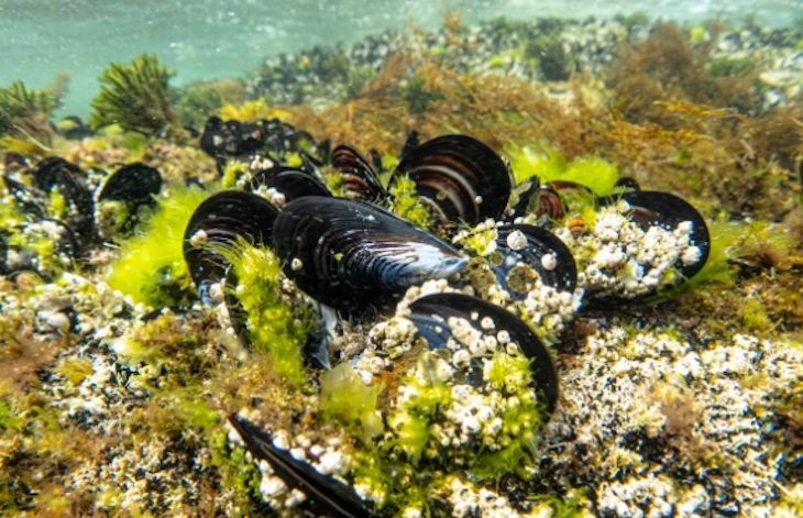 La secuenciación del genoma del mejillón revela un sistema de genes que podría explicar su gran resistencia