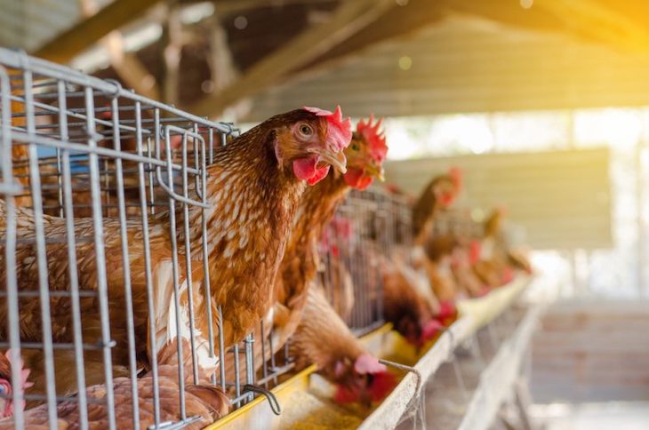 La república checa prohíbe las jaulas para gallinas