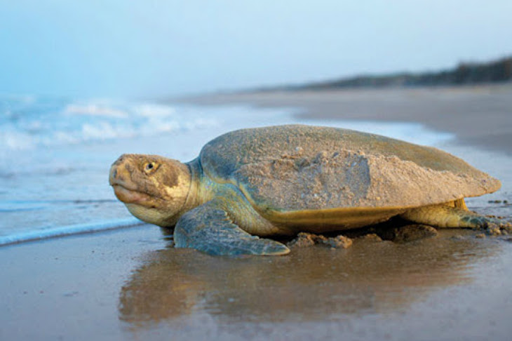 Las tortugas marinas con la ‘distracción’ defienden sus nidos
