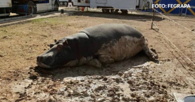 Circo ‘Roma Dola’