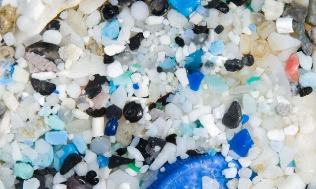 Moluscos y crustáceos atiborrados de microplásticos