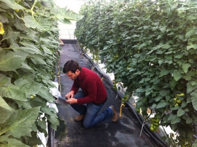 Relacionan la abundancia de arañas con el control de plagas en cultivos de invernadero