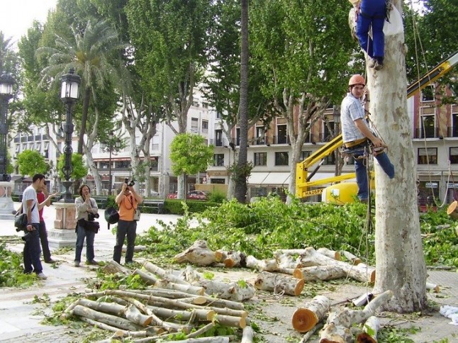 Protestas por las talas de arbolado en Sevilla