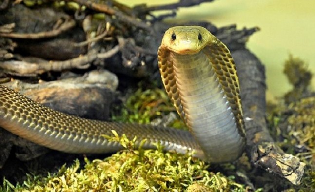 Cien millones de personas a merced de las serpientes