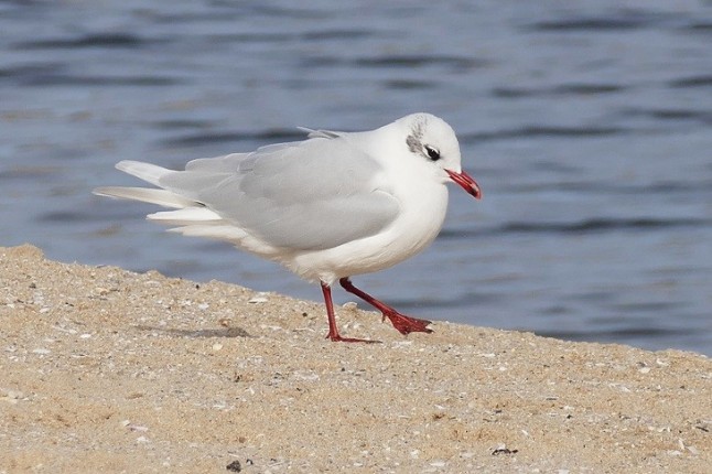 Los ecologistas de Melilla hacen un seguimiento de las colonias de gaviota de pico rojo