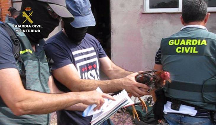 Peleas ‘clandestinas’ de gallos en Benicull