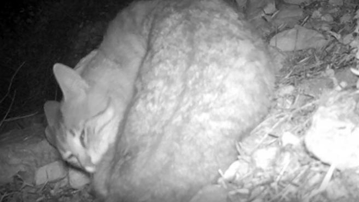 Descubre al gato montés en el entorno del pantano de Elche