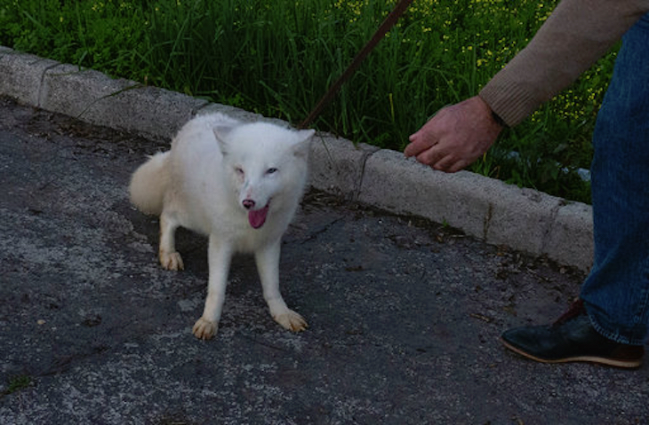 Si te lo cuentan no te lo crees: ‘Un zorro ártico paseando por Sevilla’