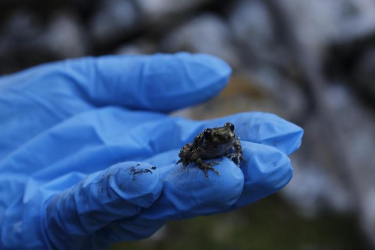Libera larvas de ferreret en el Paraje Natural de la Serra de Tramuntana