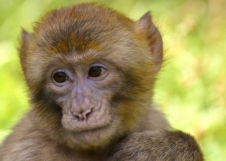 Los macacos generan inmunidad contra la COVID-19