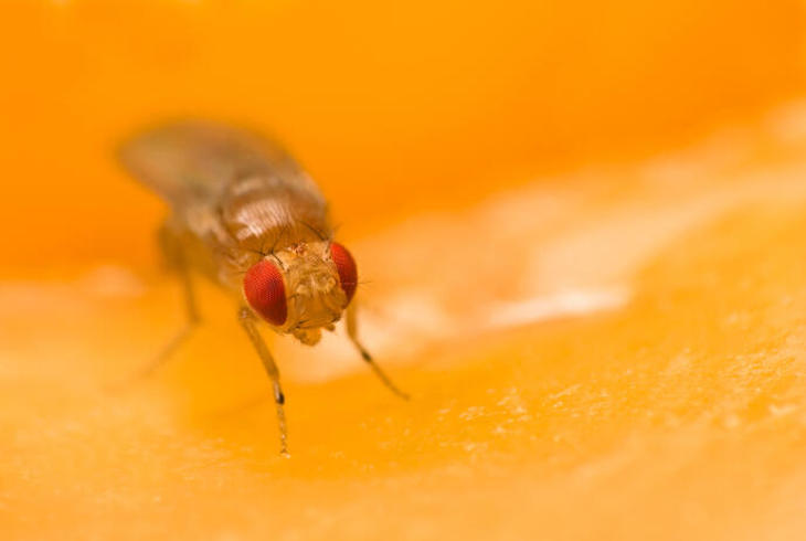 El calentamiento global provoca infertilidad que a su vez agrava la crisis de biodiversidad