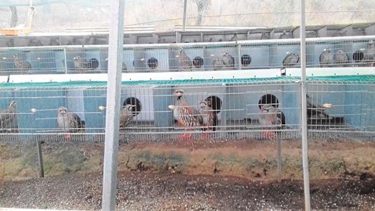 UP exige que se investigue el negocio de las granjas cinegéticas y pide a las Administraciones que no cedan a las presiones del lobby de la caza