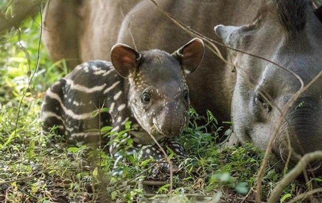 Argentina: Nació en Corrientes el hijo de un tapir tucumano