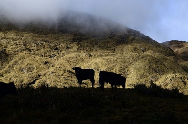 Créditos de la PAC para financiar la Tauromaquia