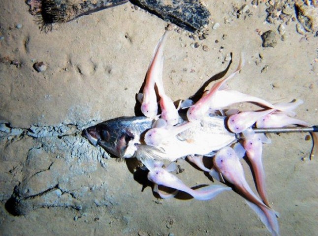 Primer genoma de un animal abisal ilustra los límites de la adaptación