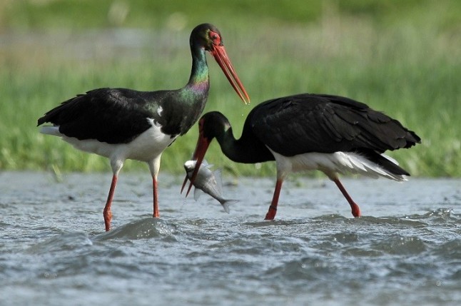 España alberga 346 parejas de cigüeña negra