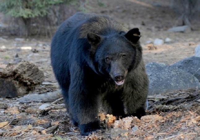 Rescatan cinco osos negros asiáticos en una granja de Vietnam tras 13 años de cautiverio