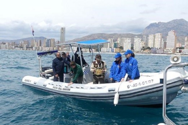 Una tortuga herida varada en Benidorm en julio regresa a su hábitat totalmente recuperada