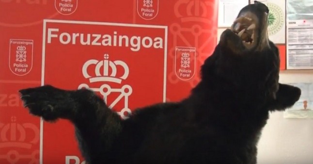 Un iluminado de Tudela detenido cuando transportaba en su vehículo un oso negro americano disecado