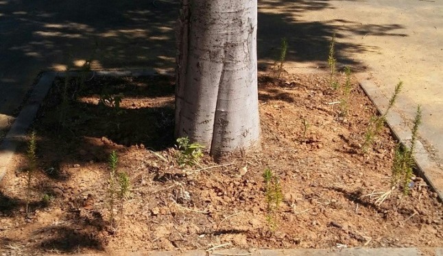 Este alcornoque se planta ante los herbicidas